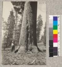 Sugar pine reported to be 9'4" in diameter, Caldor Company. May 1923