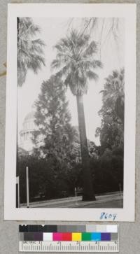 Washingtonia filifera and Araucaria bidwellii at Capitol Park, Sacramento. Nov. 1951. Metcalf