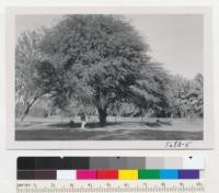 A very large mesquite, Prosopis chilensis, at the old Yuma USDA Station, Bard