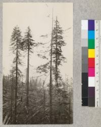 Redwood Utilization Study. Large trees to right, #1007, 1046, 892 W. F. E. F. September 15, 1928