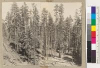 Stand of Redwood after Douglas fir was removed. High lead system. California Barrel Company Fickel Hill, Arcata, California. An excellent example of how the high lead system can be adapted to selective logging. July 17, 1935. E.F