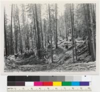 Redwood Region. Van Duzen River Tree Farm selective cutting. Debris not yet salvaged. 4-27-50. E. F