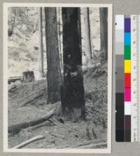 Redwood. The sporophore of Poria sequoiae on the south face of a hollowed and blackened stub, about 30" diameter (wide) and 15' high. Sec. 10 T 1N 2E Humboldt Meridian. Near stump of #1589, logged by Holmes Eureka Lumber Company, 1942. An unusual position for sprophore of this fungus, fully exposed but under forest cover. 8-10-43. E.F