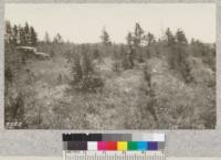 A frost pocket in 1915 planting of 2-0, alternate rows of scotch and red pine. Background is of 1-0 jack pine of the same year. Auto on fire line separating the two plantings
