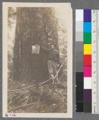 Andy and big Douglas Fir. Flat near Sauk Ranger Station. Snoqualmie National Forest. Washington. August 1912. Metcalf