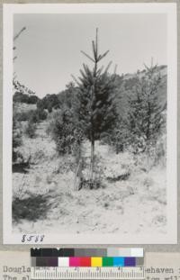 A heavily pruned Douglas fir turn-up tree at Treehaven ready for future growth without competition. The slender branches at the bottom will develop into a third Christmas tree from this stump. Sept. 1951. Metcalf