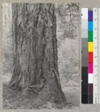 White fir. 36'' diameter at breast height. Spring Hill trail near Camp Califorest, Plumas County, California. May 27, 1939. E.F