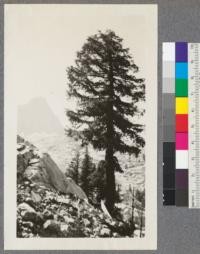 Shadow Bason near Mt. Ritter, July 1922. Mountain Hemlock (Tsuga mertensiana)