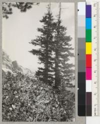 Trees of Brewer Spruce (Picea breweriana) - Weeping Spruce on Castle Crags near Castella, Shasta County, California. Reported from this place and pictures taken by Phil Haddock. California Forest Experiment Station. 1937