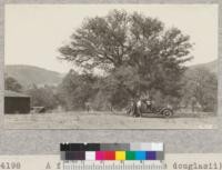 A fine blue oak (Quercus douglasii) on the L. B. Stookey ranch, Tehachapi, Kern County. Dr. Stookey and Everett Stanford. September, 1927. Metcalf