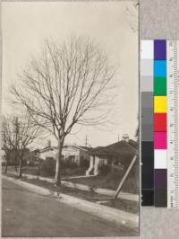 Oriental Sycamore pruned from within (early 1927) instead of pollarded as were #4021-4023. Note shaplier and larger crown and freedom from disease inviting wounds. Marin Ave. near Fresno, Berkeley. Feb., 1928. E. Fritz