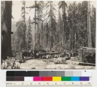 Redwood Region. Truck loading, Jordan Creek operations, Pacific Lumber Company. Loaded truck leaving; one truck loading; third truck waiting. Diesel (Cummins) engined loading donkey at right. Heavy timber stand. 200M [thousand] per A [acre]. 6-11-41. E.F