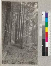 Big River, Mendocino County, California. Redwood Second Growth Cutting Experiment plot. On second day of cutting, March 9, 1923. Looking into plot from railroad track. E. Fritz