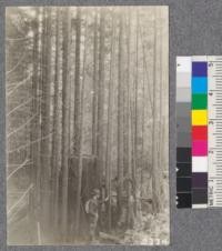 Secondgrowth Redwood Yield Study. Navarro - plot #3. An over-dense stand 30 years old, 12 M.B.M. per acre. This stand contained 1362 trees per acre and has probably also been suppressed by large trees surrounding it. D. Bruce - Oct. 1922