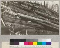 Redwood Utilization Study. View just outside (west) of experimental area. Showing one tree felled across others; and two breaks. E. F. July, 1928