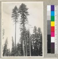 Redwood Region. Selective logging by George Sorenson, contractor for Pacific Lumber Company near Englewood (Redcrest) opposite Childs'. Humboldt County, California. 25" to 30" seed trees with long clear length. 7/16/42 E.F