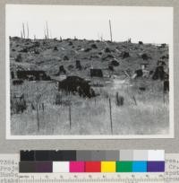 Redwood region. Experimental seeding area. Project 1732. Hammond Lumber Company lands. Maple Creek Humboldt County, California. Project #___ . Seed spot stakes among dense stand of Epilobium in foreground. 9/16/46 E.F