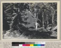 The 20 ft. diameter veteran Sequoia gigantea on the Cutler property near Whitaker's Forest was felled in 1947 and worked up into 7700 7-ft. fence posts by a man named Lambeth. It took him 3 months to make the posts which were hauled to the valley during the summer of 1948 where their gross value was about $5,000.00. November, 1948