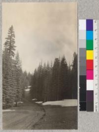 Red fir (A. magnifica) forest on road to Quincy from Oroville. May, 1926. Emanuel Fritz