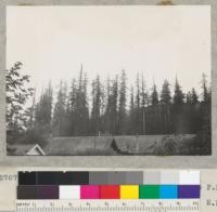 Spike tops of redwoods in N. D. G. W. [Native Daughters of the Golden West] Grove, south edge of Weott, California. 7:15 p.m. 1/25-4.5. From Curry Camp Porch. 6-16-40, E.F