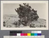 Trail from Lake Tenaya to Yosemite Valley, August 1924. Juniperus occidentalis