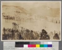 French Gulch Sale Panorama. Picture #2. Also shows 75 foot square seed blocks. Note the flume trestle near the centre of the picture. Skidways of stulls above the flume to the left of the trestle. The tramway engine house above the flume to the left of the sidways. American Gulch gap at the center of the picture