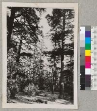 Very old specimens of Cedrus libani above Boharre (Central Lebanon) near the meteorological station: "Les Cedrus" - 6500