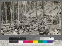 [Parts of caption torn off and illegible; legible portions as follows.] Shingle Bolts--near McKee Shingle...to Mr. Edward W. James' Summer Camp along Sta...Humboldt County, California. May 21, 1920. E.F