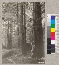 Secondgrowth Redwood Yield Study. Garcia - plot #7 - 26 year old stand of redwood - 37 thousand board feet per acre. Oct. 1922