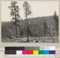 Looking at a slope logged in 1934 by Diamond Match Company, Stirling City, California, by high lead system. Note large number of reserve trees left. Foreground is a donkey setting clearing. This is the second time this land was logged in about 30 years. May 31, 1935. E. F