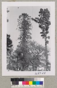 Three fine specimen trees about 75 years old at Civic Center, Alhambra, California. Left - Araucaria Bidwilli; Center - Quercus Robur; Right - Agathis Robusta. Metcalf. March 1953