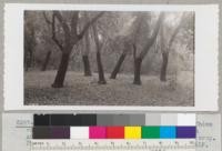 Several good trees in the west side of the Chico cork oak plantation of 1904 which were stripped in August 1940 are making good growth of second cork crop. Metcalf