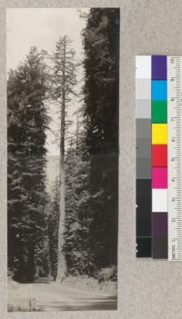 A fine specimen of coast redwood, east edge of Redwood Highway north of Williams Grove opposite P.T.&.T [Pacific Telephone & Telegraph] Company pole #213. 131 in. diameter at breast height. 310 ft. height. Hollow in butt 2 1/2' x 4'. Top in #5193, base in #5194. See also 6939 A-B. E. F. July 14, 1932