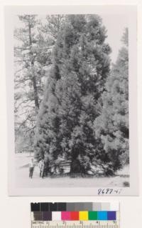 Sequoia gigantea planted at Camp Radford, San Bernardino Mountains. About 40-45 years old and bearing cones. Metcalf. June 1953