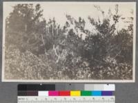 Gowan Cypress reproduction. 6" in length. Pacific Grove, California. Feb. 1916. Dunning. (and view of 6' Gowan Cypress bearing a full crop of cones.)