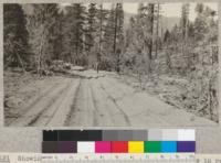 Showing the trails left by caterpillar tractors in yarding, near Camp 8, Clover Valley Lumber Company, Loyalton, California. The ridges are very fine dust; during wet weather this would naturally be mud. E.F. August 1925. 4.3243