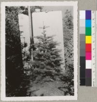 Abies concolor - White fir. A 12 year old tree at Institute of Forest Genetics, Placerville, is a little over 4 ft. tall and shows the long grey-green needles and good Christmas tree form of the species. Picture from W. Maguire. (Used in Christmas Tree Circular, May 1952.)