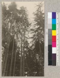 Big River, Mendocino County, California. Redwood cutting experiment plot. Photo shows a group of trees of edge of cutting. Bases are shown in 2125A. March 1923, E. Fritz