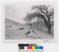 Ballard of Soil Conservation Service and roots of the Tehachapi oak left on top of soil by erosion in storm of 1932 and 1945 and heavy sheep grazing. June 1953. Metcalf