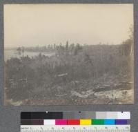 Cut over land. Douglas Lake, Michigan. Coming up to Aspen, White Birch and scrub Red Oak. 1909