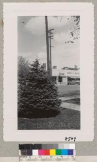 Lawn specimen of Colorado blue spruce, Picea pungens glauca. A beautiful lawn specimen, but slow growing and probably too dense and wide to make a good Christmas tree. Metcalf. April 1950