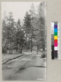 The entrance road through Las Posadas Forest to the 4-H club camp. Snow - March 1935. Metcalf