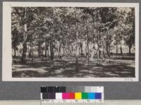 The Catalpa speciosa grove near the house. Plot N. Chico Station. August, 1916