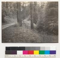 Redwood. Natural seedling, on shoulder of old redwood highway - 0.6 miles south of Myers. Area #1698. A volunteer stand of seedlings on road shoulder made in 1938. Tree 1611C is on edge of road to left center. (See also #6927.) About 200 seedlings of redwood plus, in an area of 5' x 20'. Seedling to right of stake is 28" high, with 1941 growth of 15". For future observation. 7-2-41. E.F