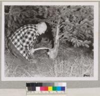 Jan. 1950. Metcalf pointing to stump where original tree was cut in 1945. Turn-up branch now is a saleable tree 6 feet tall. Grah