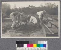 McGinn, McLeod and Bacon digging and threading seedlings in forest nuresery. November 1921