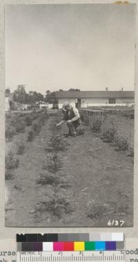 Nurseryman Colquohoun and redwood planting stock rooted from burls cut from redwood transplant stock. 1937. Metcalf