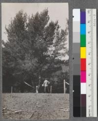 Pinus halepensis, plot F. Note abundance of open cones on this species. Santa Monica Forestry Station. Jan. 1918