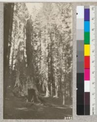 The Tunnel Tree, Tuolumne Grove, Yosemite National Park. This is an old burned snag which was excavated for the roadway about 1881. It seems to be in about the same condition in 1925 as it was at that time