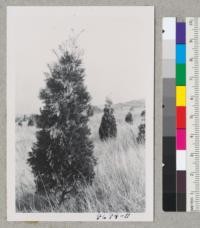 Libocedrus decurrens. Planted trees on EBMUD lands above the road from View Point to Orinda. Metcalf. Jan. 1953